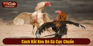 Cách bắt kèo đá gà