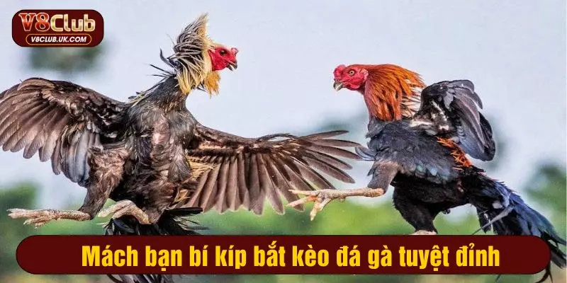 Mách bạn bí kíp bắt kèo đá gà tuyệt đỉnh