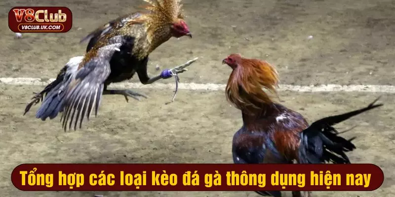 Tổng hợp các loại kèo đá gà thông dụng hiện nay